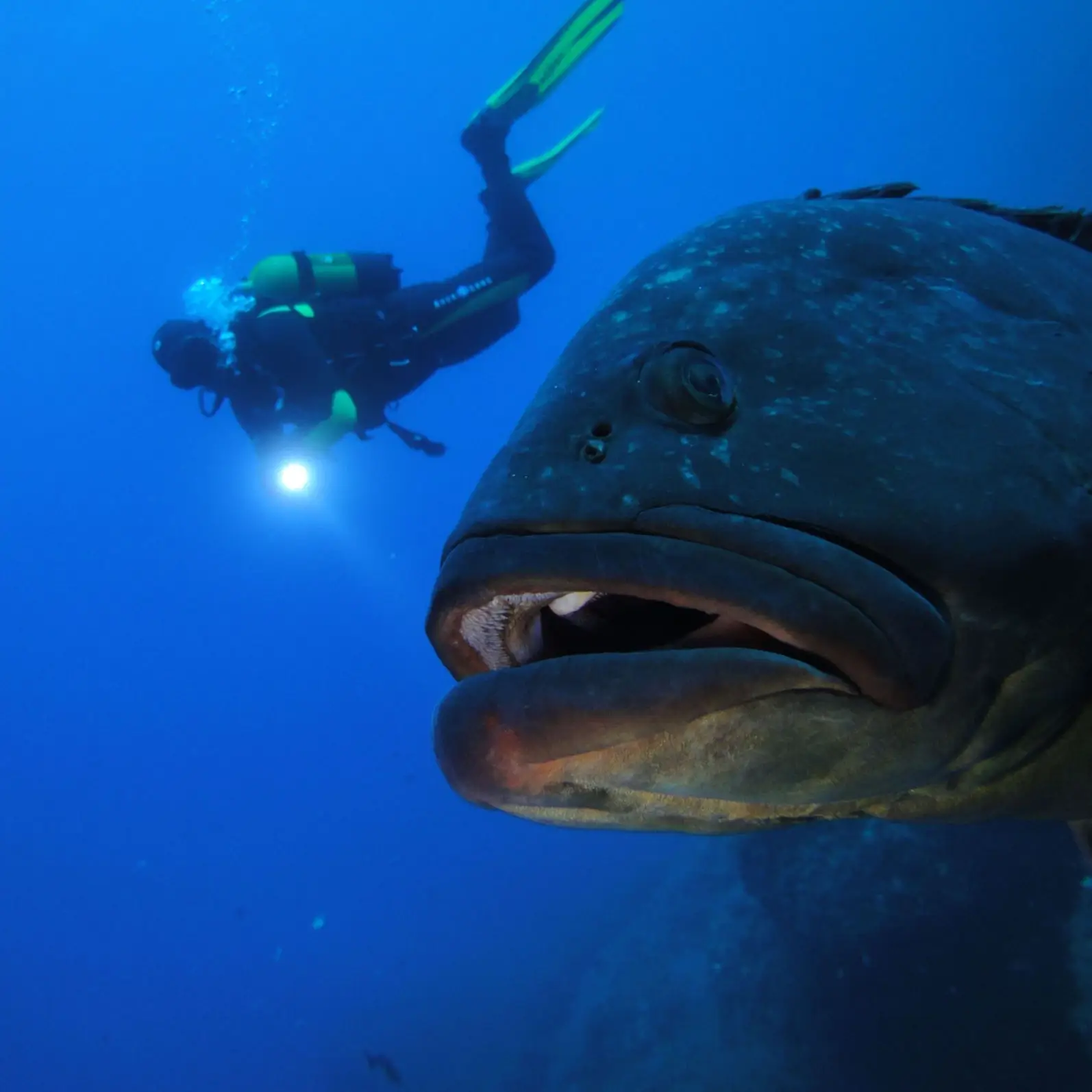 Skualo Porto Cristo Activity Gallery Photo 4 - Mallorca